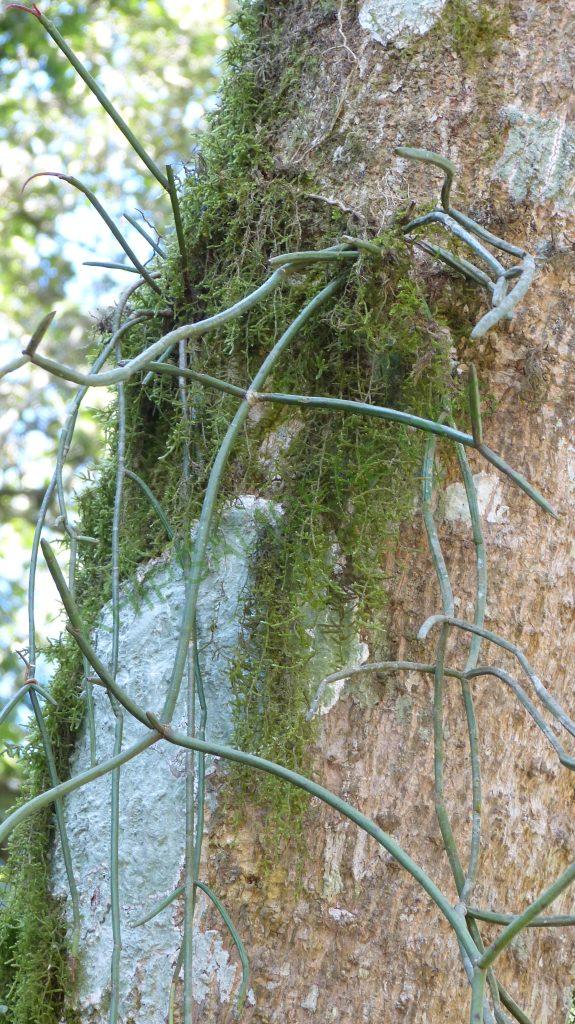 Rhipsalis floccosa subsp. pulvinigera, Itatiaia, Rio de Janeiro, Brazil