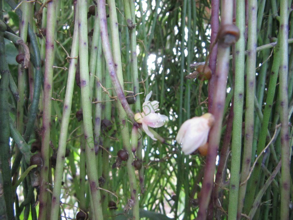 Rhipsalis puniceodiscus, Heidelberg Botanical Garden