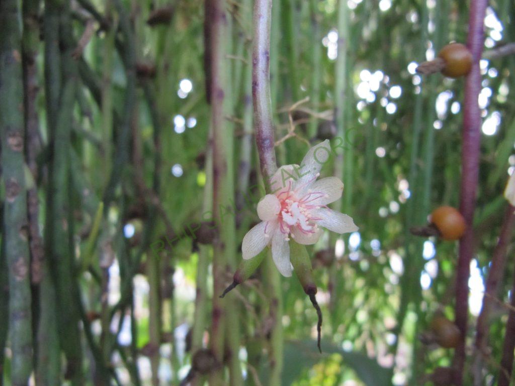 Rhipsalis puniceodiscus, Heidelberg Botanical Garden