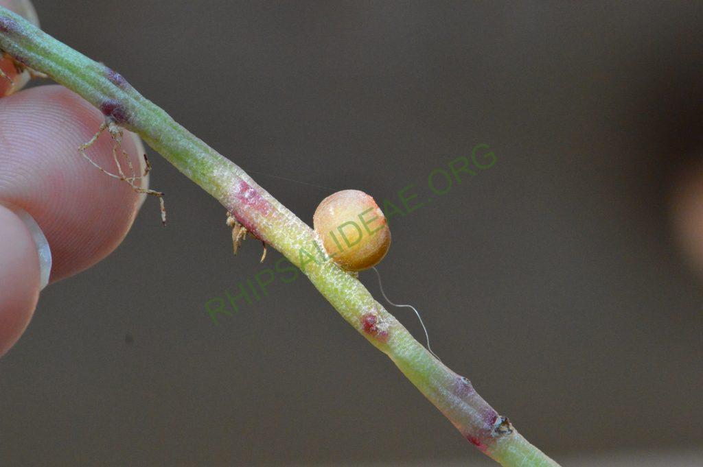 Rhipsalis puniceodiscus