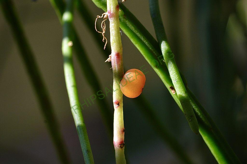 Rhipsalis puniceodiscus