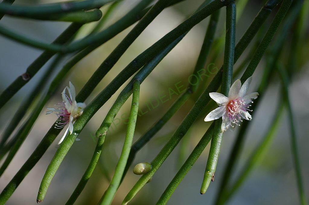 Rhipsalis puniceodiscus