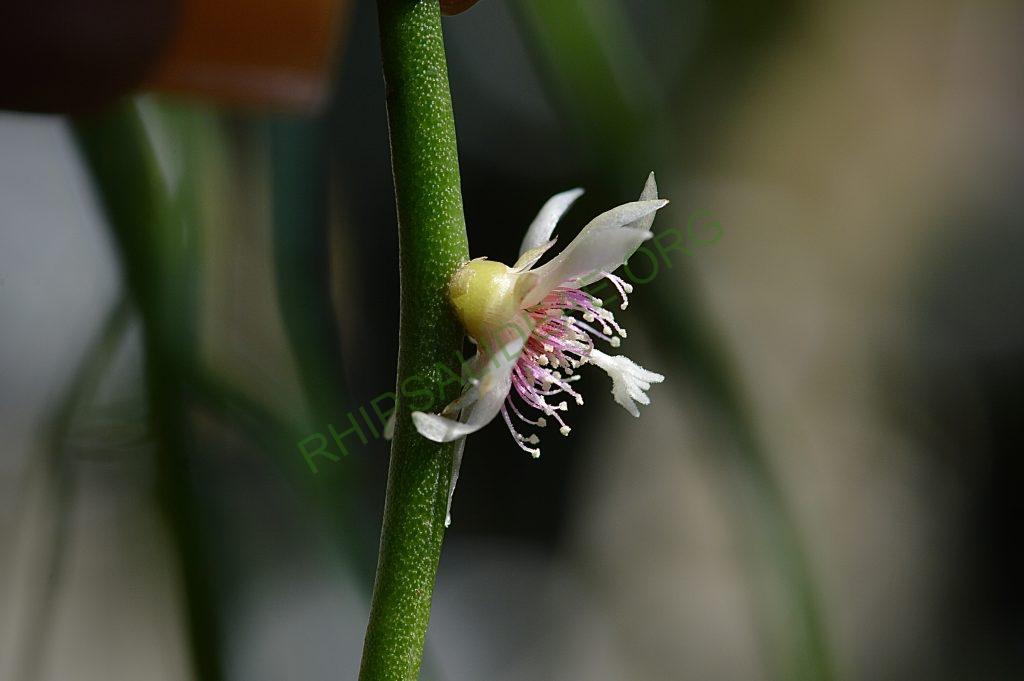 Rhipsalis puniceodiscus
