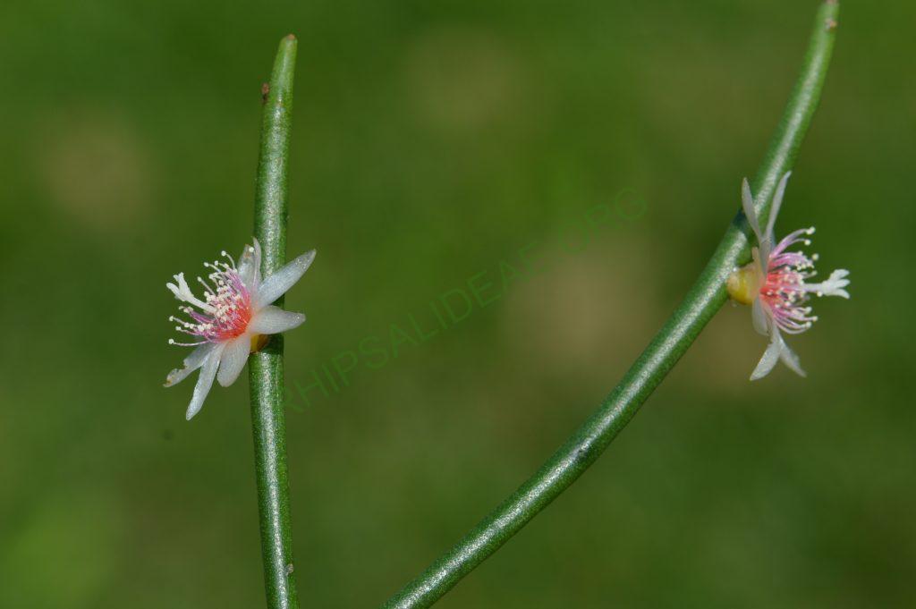 Rhipsalis puniceodiscus