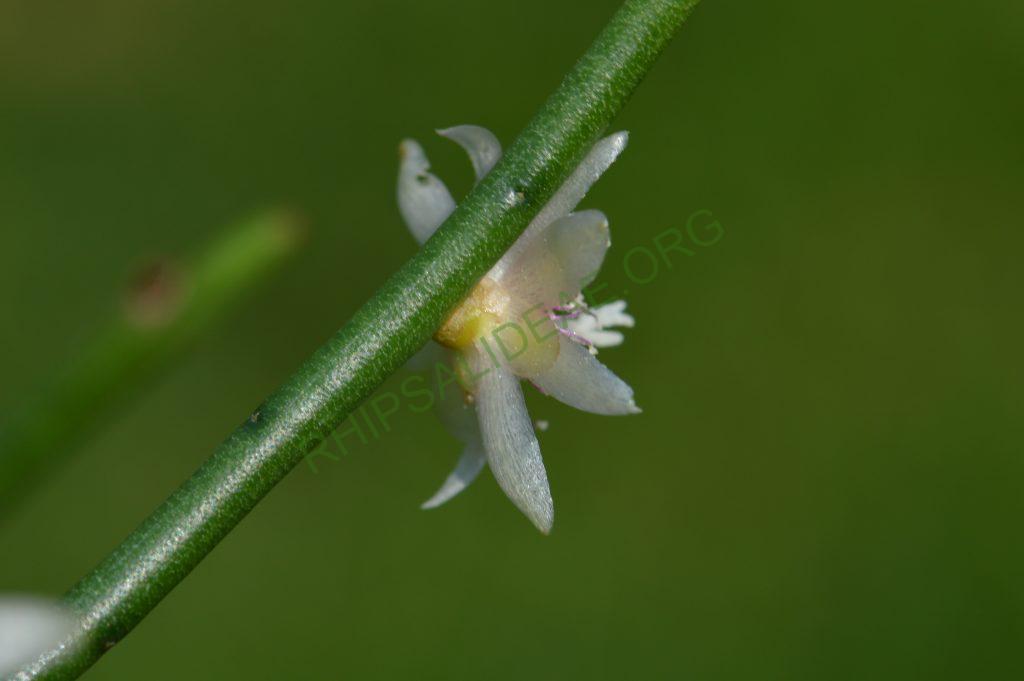 Rhipsalis puniceodiscus