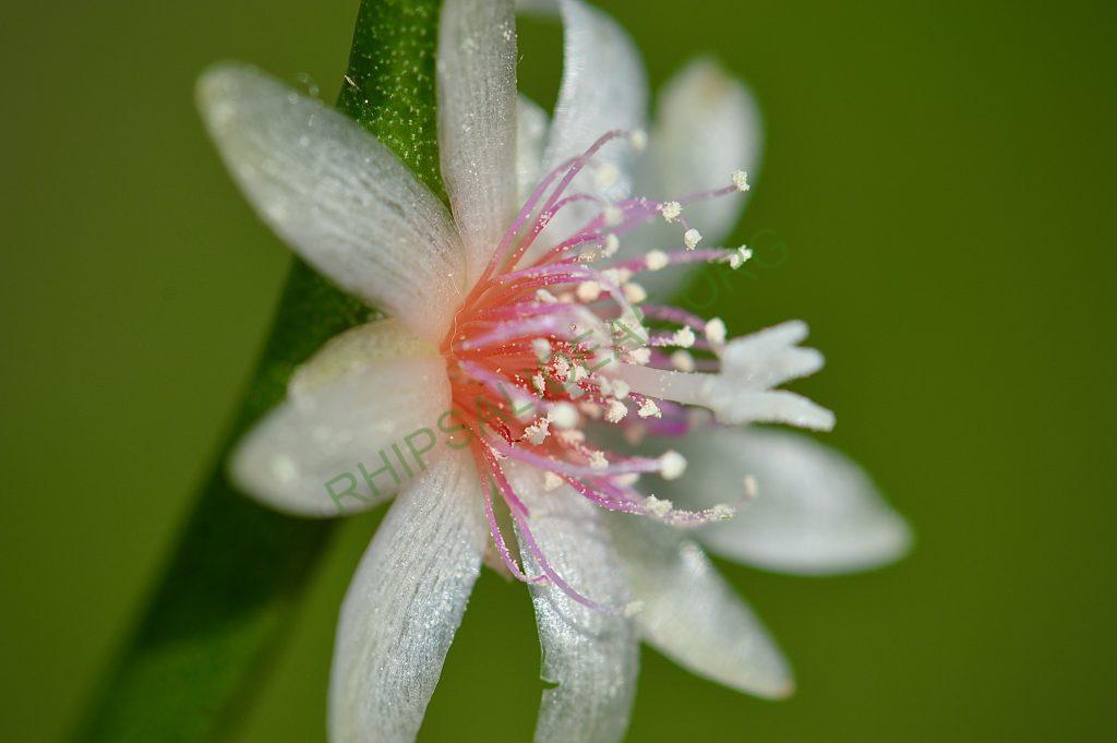 Rhipsalis puniceodiscus