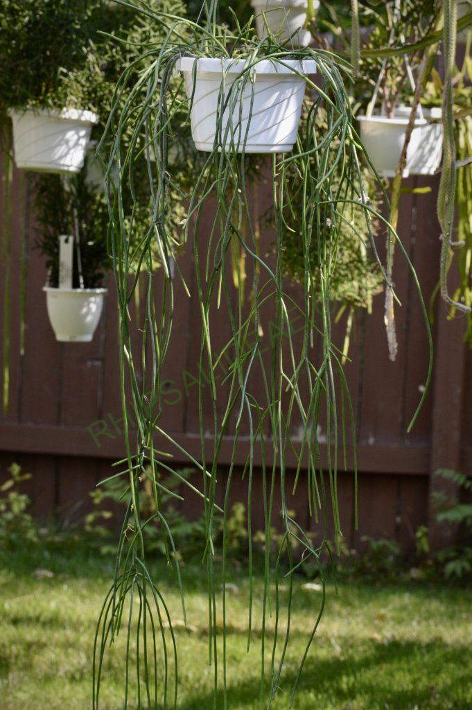Rhipsalis puniceodiscus