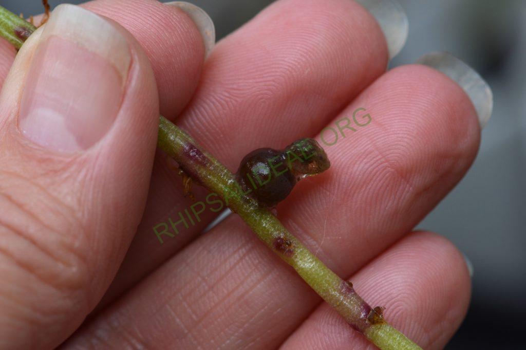 Rhipsalis puniceodiscus
