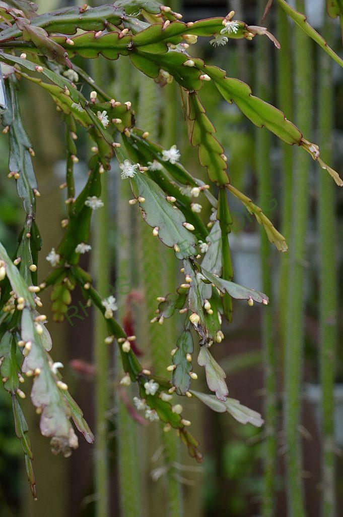 Rhipsalis rhombea, somewhat monstrose specimen