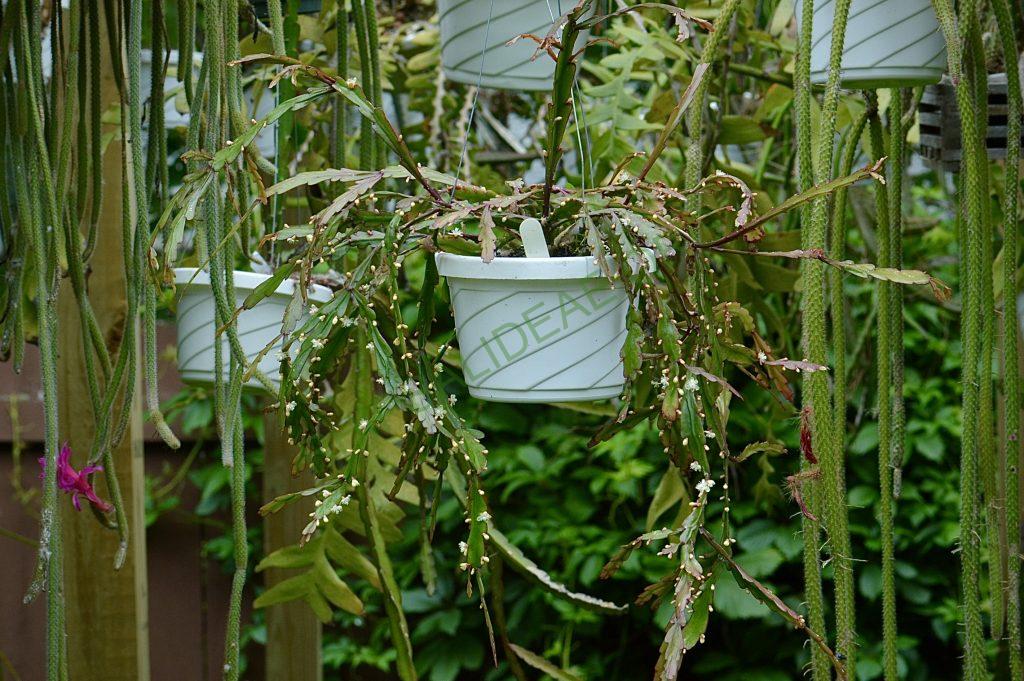 Rhipsalis rhombea, somewhat monstrose specimen
