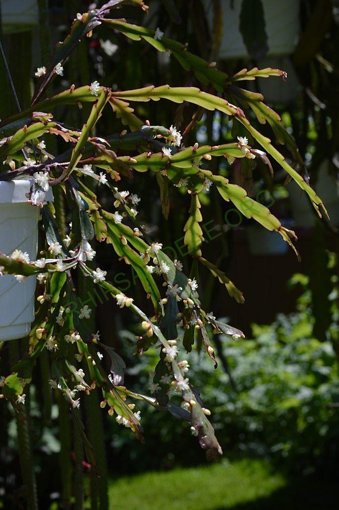 Rhipsalis rhombea, somewhat monstrose specimen