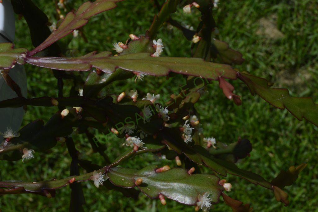 Rhipsalis rhombea, somewhat monstrose specimen