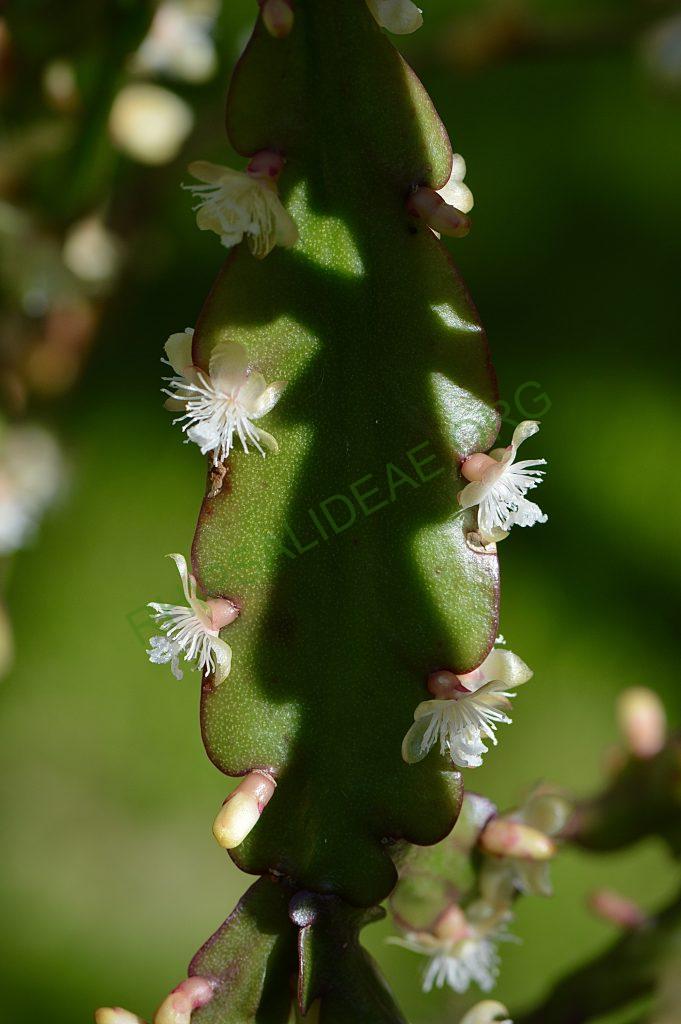 Rhipsalis rhombea, somewhat monstrose specimen