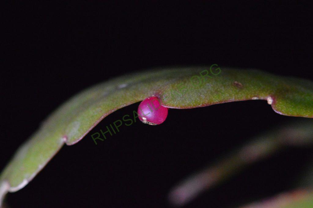 Rhipsalis rhombea, somewhat monstrose specimen