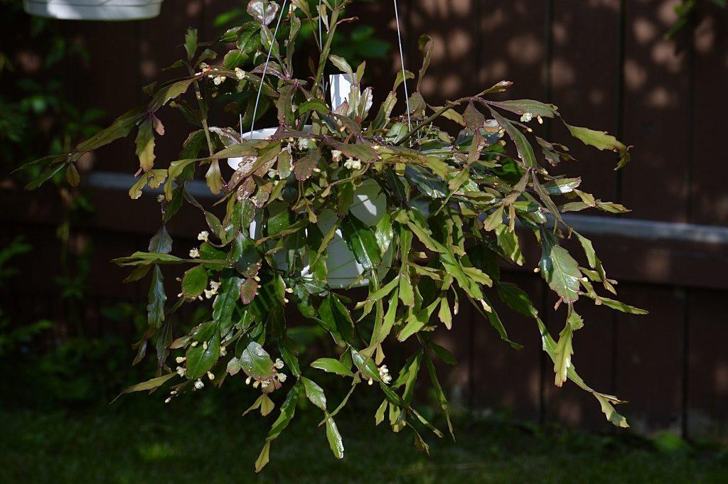 Rhipsalis rhombea