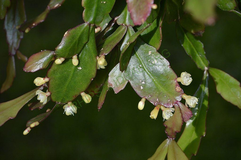 Rhipsalis rhombea