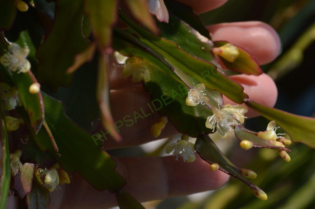 Rhipsalis rhombea