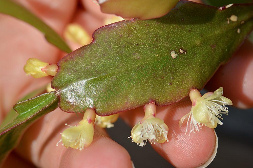 Rhipsalis rhombea