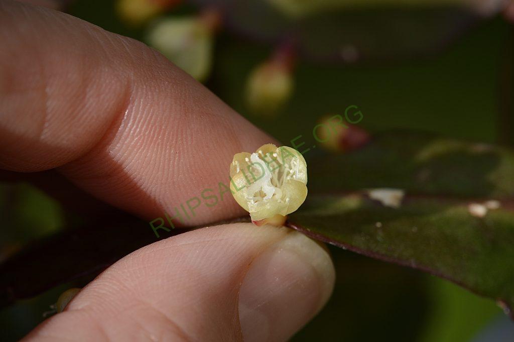 Rhipsalis rhombea