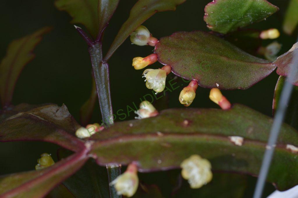 Rhipsalis rhombea