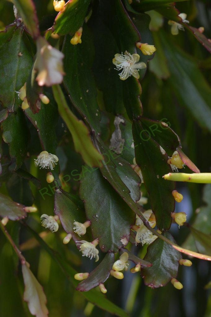 Rhipsalis rhombea