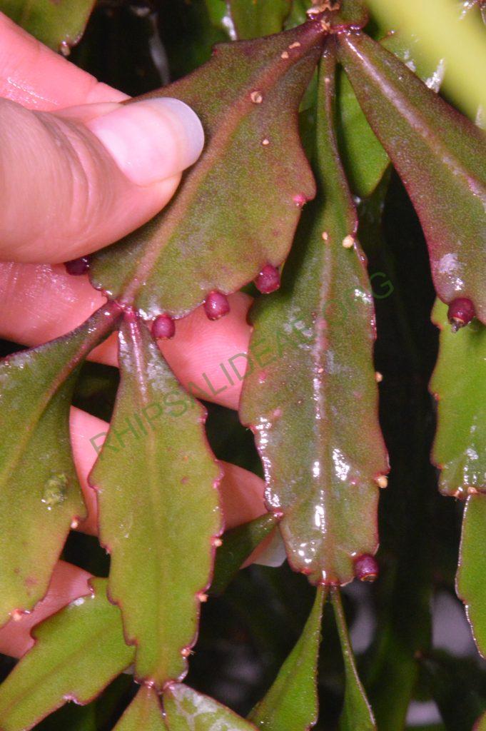 Rhipsalis rhombea
