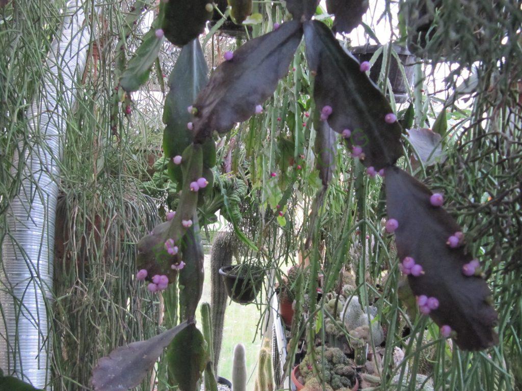 Rhipsalis russellii, HU 188, Guaira, Parana, Brazil