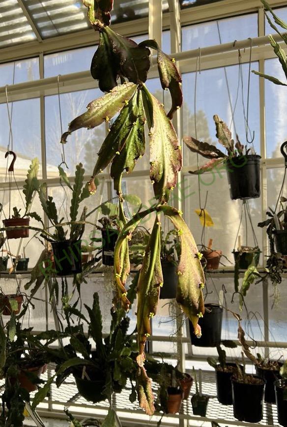 Rhipsalis russellii