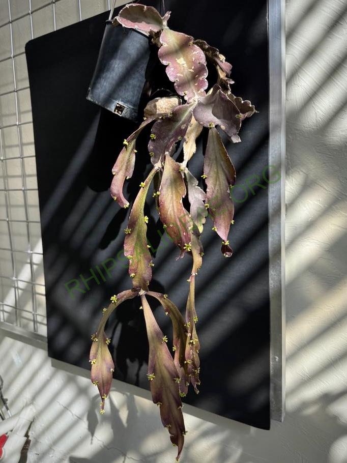 Rhipsalis russellii