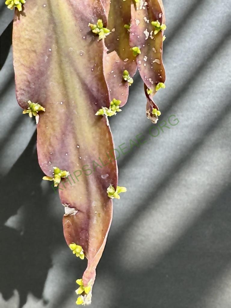 Rhipsalis russellii
