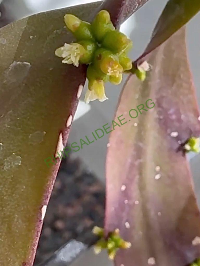 Rhipsalis russellii