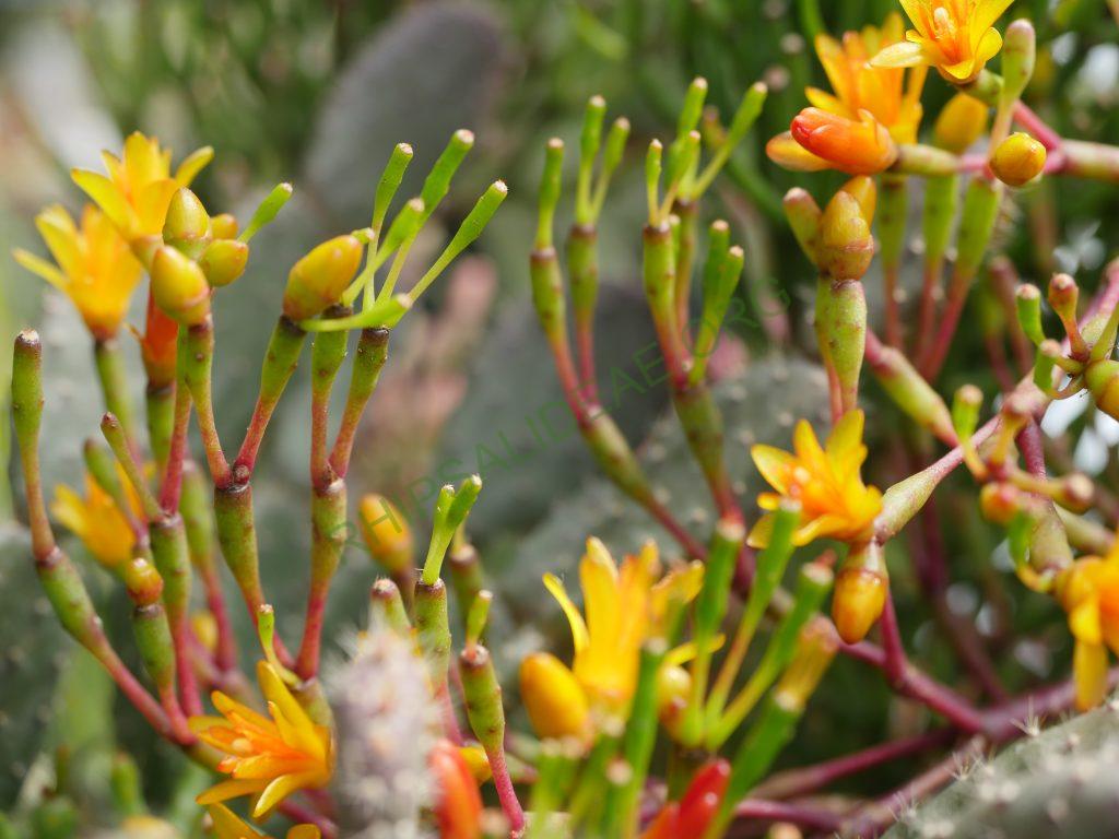 Hatiora salicornioides f. salicornioides, AH 565, Serra dos Órgãos, Rio de Janeiro, Brazil