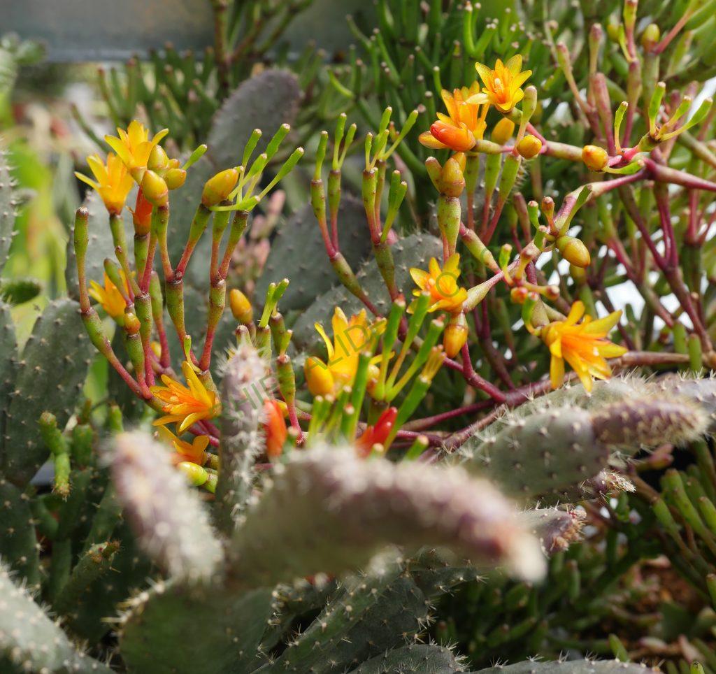 Hatiora salicornioides f. salicornioides, AH 565, Serra dos Órgãos, Rio de Janeiro, Brazil