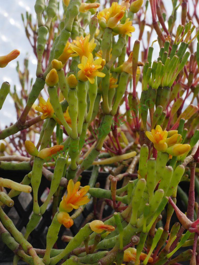 Hatiora salicornioides f. salicornioided, AH 687, Petrópolis, Rio de Janeiro, Brazil