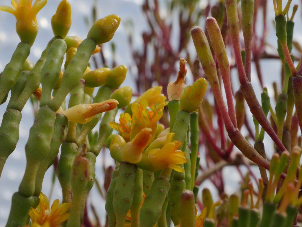 Hatiora salicornioides f. salicornioided, AH 687, Petrópolis, Rio de Janeiro, Brazil
