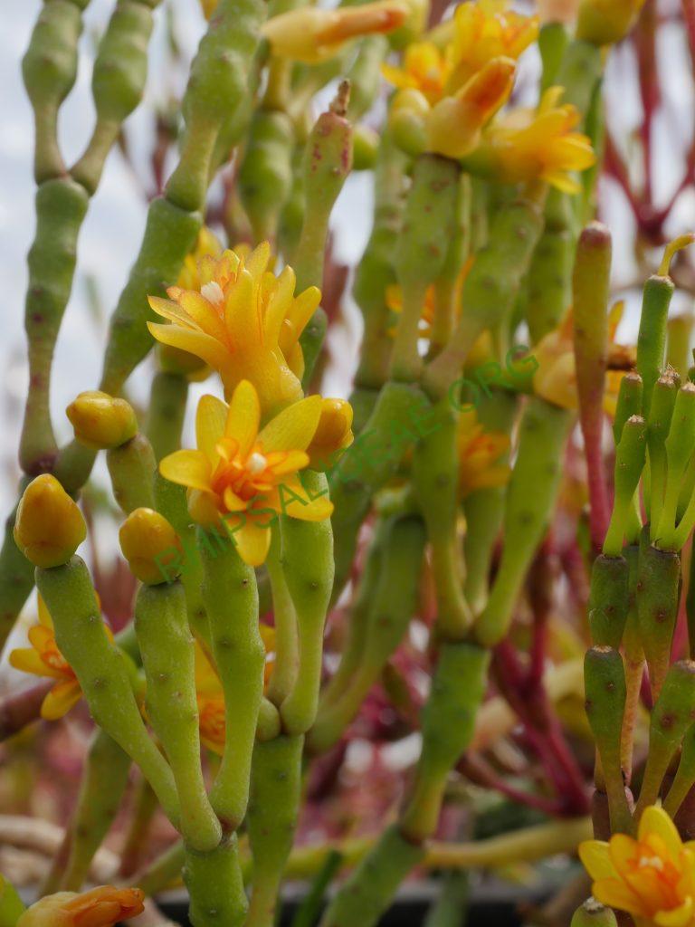 Hatiora salicornioides f. salicornioided, AH 687, Petrópolis, Rio de Janeiro, Brazil