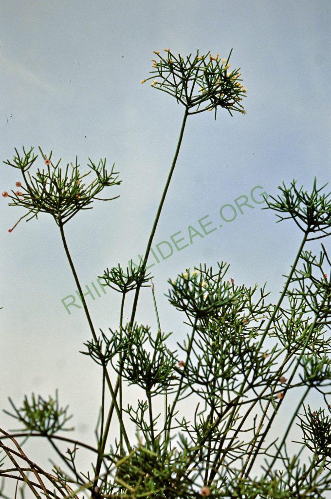 Rhipsalis teres, BG Bonn 5586, Costa Rica, Llanuras de San Carlos, C. Horich 4/88, reduced synonym Rhipsalis simmleri Horich, © W. Barthlott, Lotus-Salvinia.de