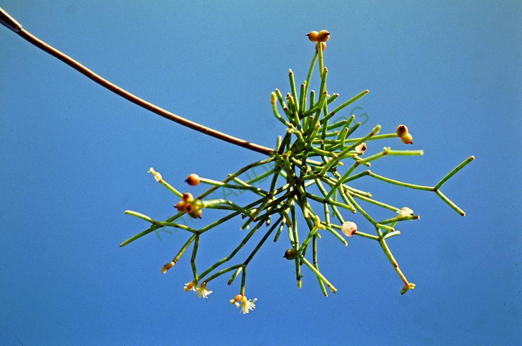 Rhipsalis teres, BG Bonn 5586, Costa Rica, Llanuras de San Carlos, C. Horich 4/88, reduced synonym Rhipsalis simmleri Horich, © W. Barthlott, Lotus-Salvinia.de