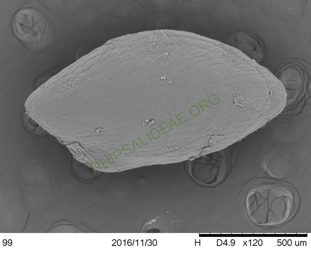 Rhipsalis sp. AH 810, Paraty, Rio de Janeiro, Brazil, SEM of seed
