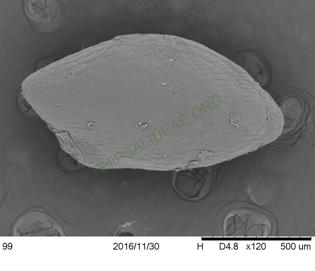 Rhipsalis sp. AH 810, Paraty, Rio de Janeiro, Brazil, SEM of seed