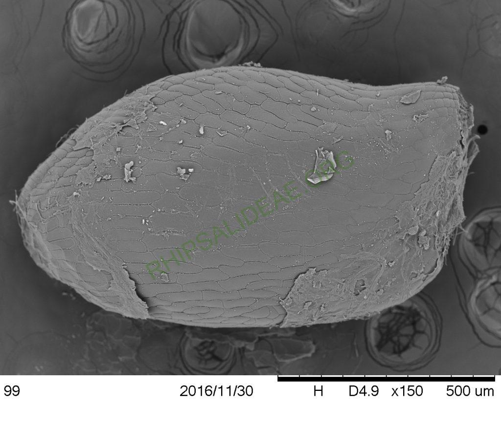 Rhipsalis sp. AH 810, Paraty, Rio de Janeiro, Brazil, SEM of seed