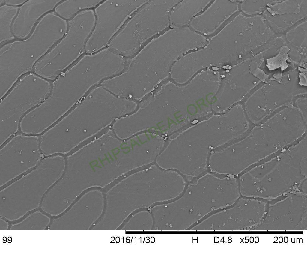 Rhipsalis sp. AH 810, Paraty, Rio de Janeiro, Brazil, SEM of seed