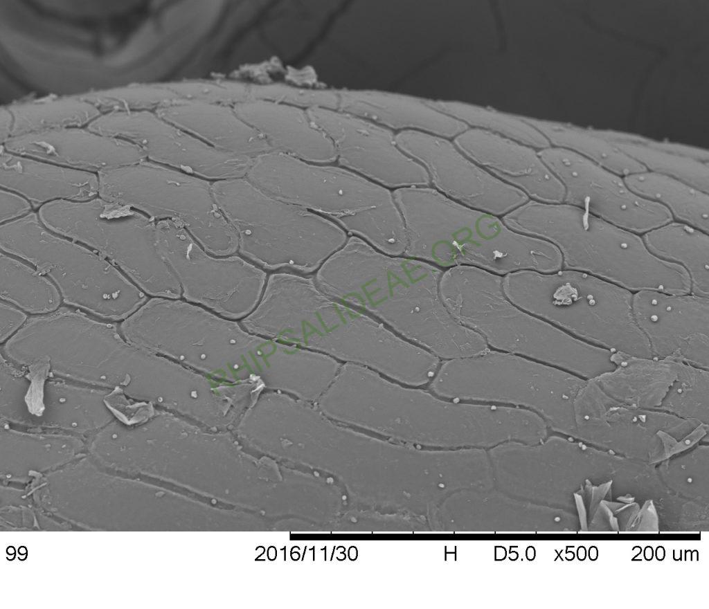 Rhipsalis sp. AH 810, Paraty, Rio de Janeiro, Brazil, SEM of seed