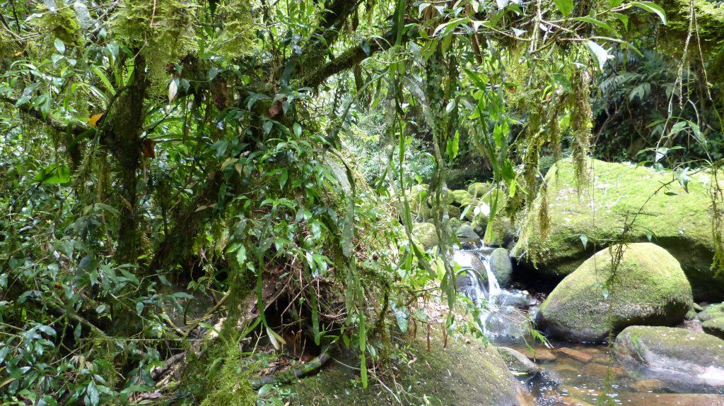 Rhipsalis sp., Teresópolis, Rio de Janeiro, Brazil