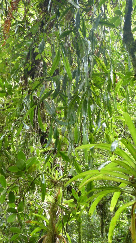Rhipsalis sp., Teresópolis, Rio de Janeiro, Brazil