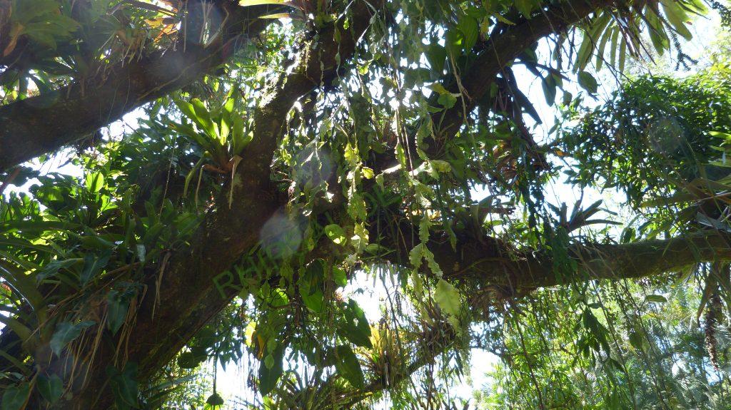 Rhipsalis sp., Teresópolis, Rio de Janeiro, Brazil