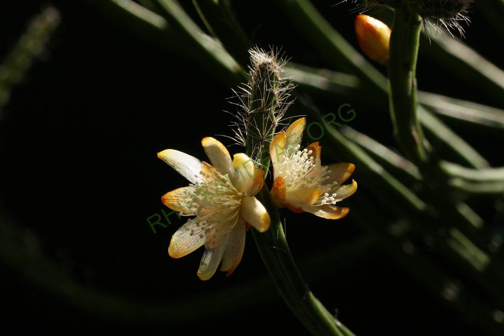 Rhipsalis spinescens, Pedra Grande, Atibaia, São Paulo, Brazil, Gerardus Olsthoorn