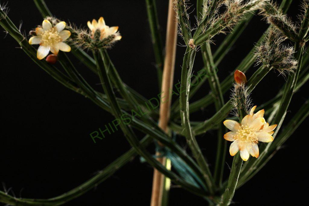 Rhipsalis spinescens, Pedra Grande, Atibaia, São Paulo, Brazil, Gerardus Olsthoorn