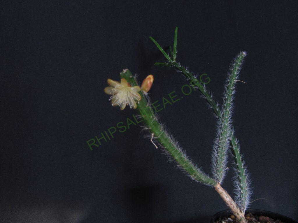 Rhipsalis spinescens, Pedra Grande, Atibaia, São Paulo, Brazil, Gerardus Olsthoorn