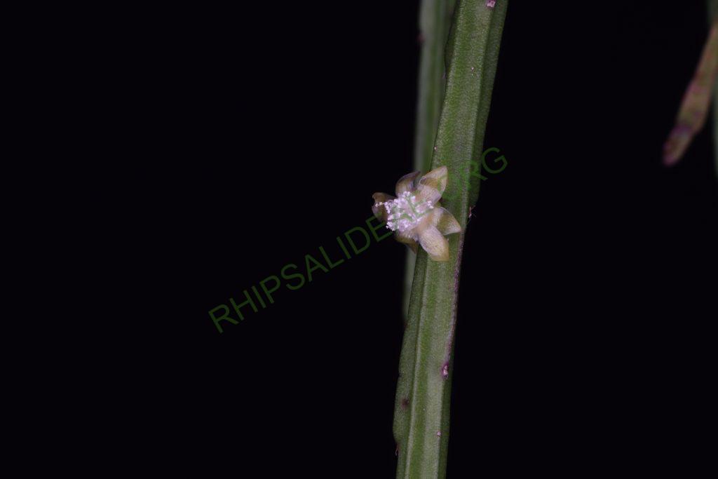 Rhipsalis sulcata, Uhlig